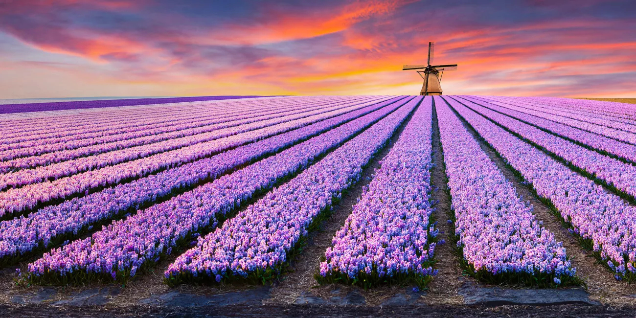 One click to The Netherlands